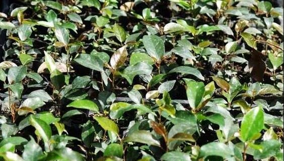 花卉冷知识：榕树的种子是靠什么来传播的