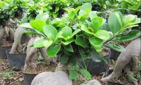 花卉冷知识：榕树的种子是靠什么来传播的