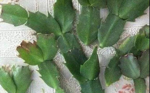 仙人掌嫁接蟹爪兰保证成活率的5个关键因素
