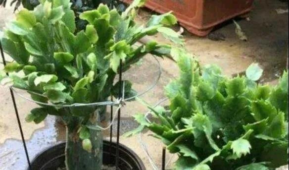 仙人掌嫁接蟹爪兰保证成活率的5个关键因素