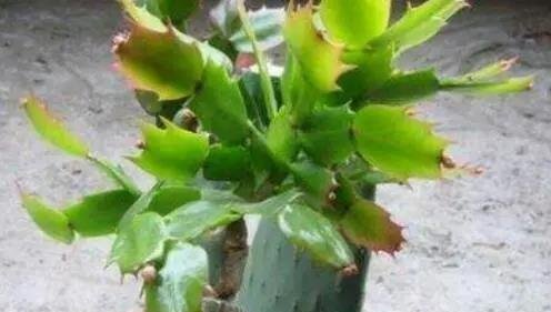 仙人掌嫁接蟹爪兰保证成活率的5个关键因素