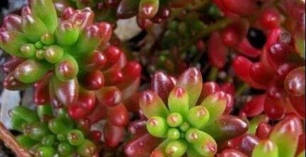虹之玉锦保持粉红色的日常养护管理技巧
