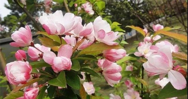 海棠花的扦插种植方法