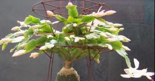 蟹爪兰什么时候开花？一直不见开花要怎么办？