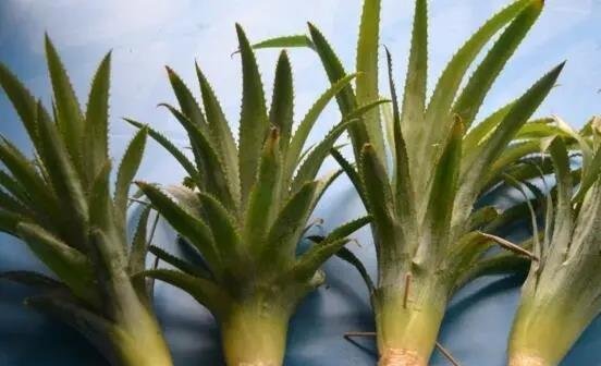 鸿运当头小苗怎么养成？掌握5个技巧成功培育
