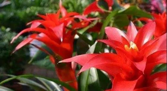 鸿运当头小苗怎么养成？掌握5个技巧成功培育