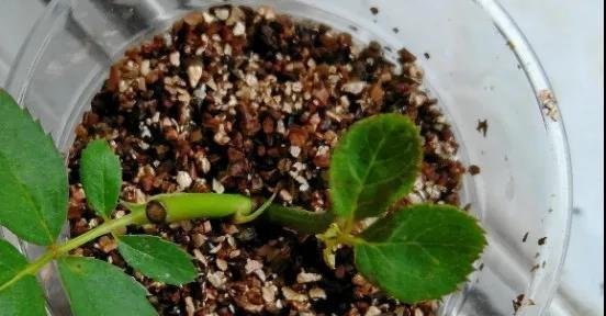 月季呈枯死状态还能养活吗?