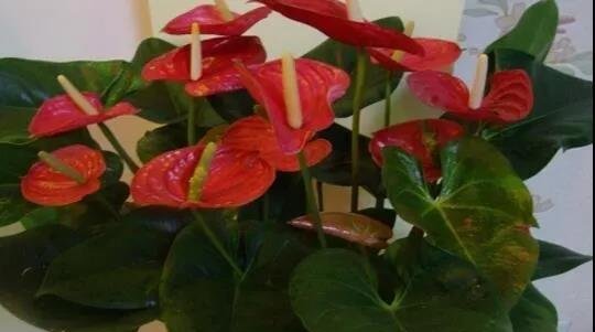 盆栽红掌想养得高些,要注意哪些栽培要点