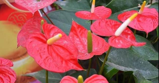 盆栽红掌想养得高些,要注意哪些栽培要点