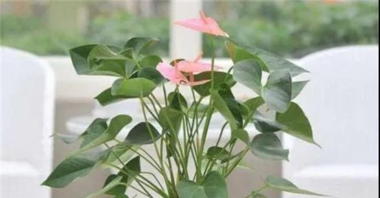 盆栽红掌想养得高些,要注意哪些栽培要点