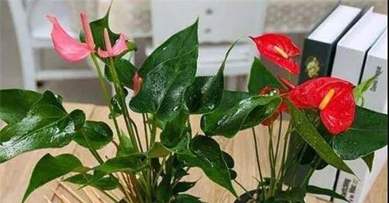 盆栽红掌想养得高些,要注意哪些栽培要点