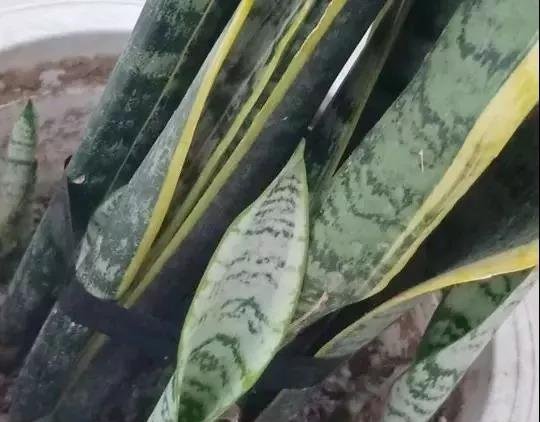 虎皮兰长不好，是犯了这“3错”，及时纠正，才能长高高！