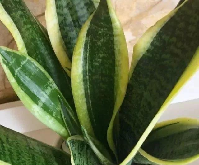 虎皮兰长不好，是犯了这“3错”，及时纠正，才能长高高！