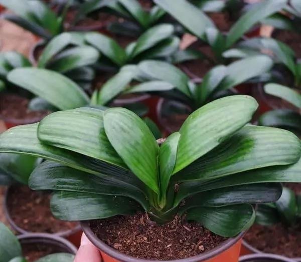什么黄豆水、药片水都不如“2种液体”，用上它，君子兰1年开2茬