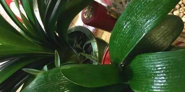 什么黄豆水、药片水都不如“2种液体”，用上它，君子兰1年开2茬