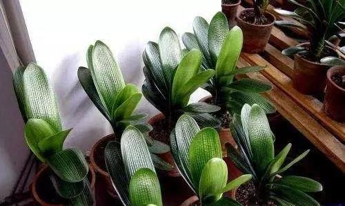 什么黄豆水、药片水都不如“2种液体”，用上它，君子兰1年开2茬