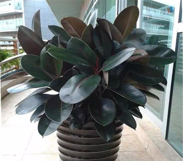 把这“3种花”摆客厅，一个月浇1次水都没问题，最适合懒人养