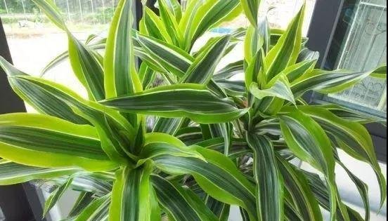 把这“3种花”摆客厅，一个月浇1次水都没问题，最适合懒人养