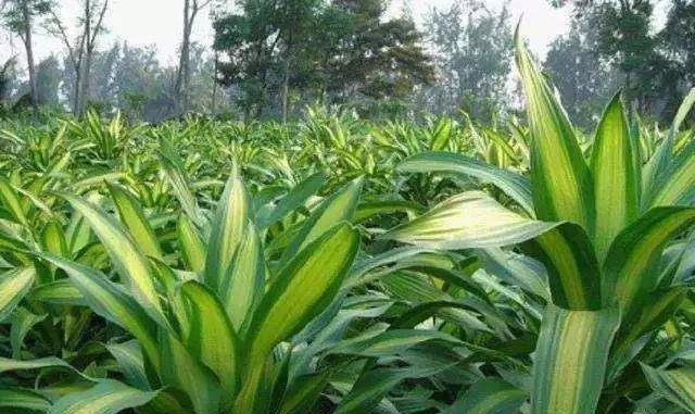 把这“3种花”摆客厅，一个月浇1次水都没问题，最适合懒人养