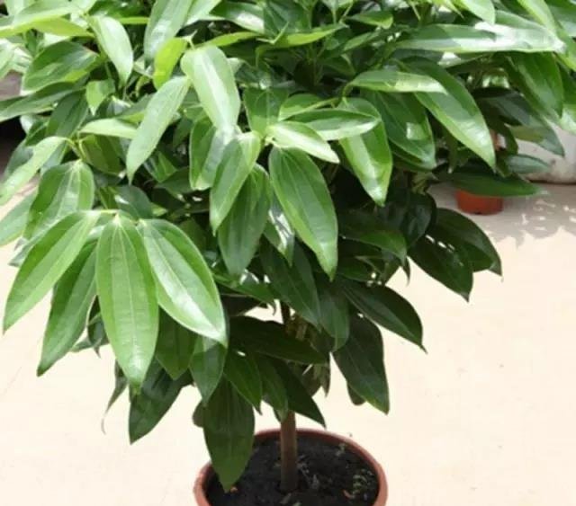 把这“3种花”摆客厅，一个月浇1次水都没问题，最适合懒人养