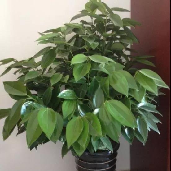 把这“3种花”摆客厅，一个月浇1次水都没问题，最适合懒人养