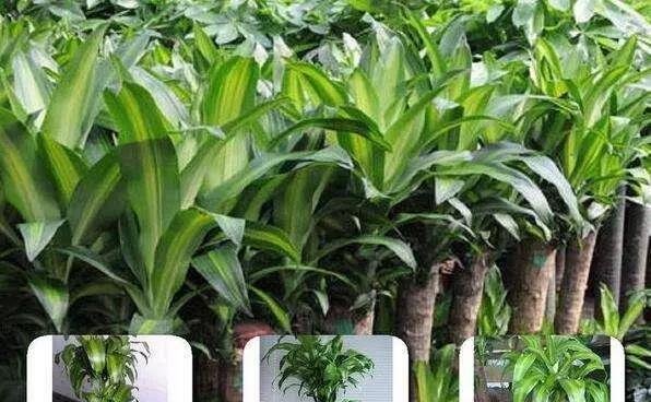 把这“3种花”摆客厅，一个月浇1次水都没问题，最适合懒人养