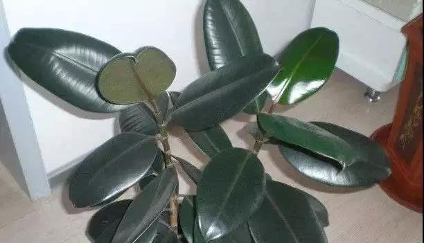 把这“3种花”摆客厅，一个月浇1次水都没问题，最适合懒人养