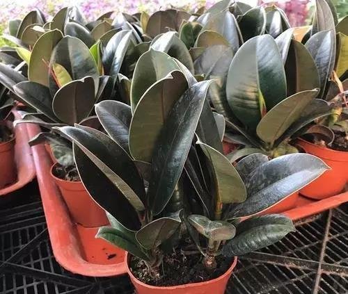 把这“3种花”摆客厅，一个月浇1次水都没问题，最适合懒人养