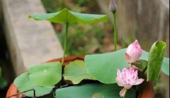 碗莲种子当年种下能开花吗?