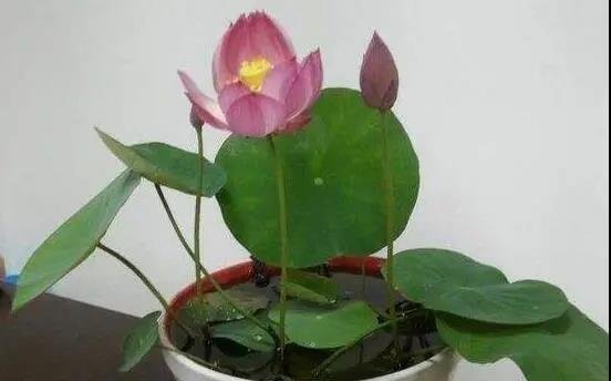 碗莲种子当年种下能开花吗?