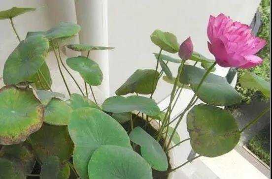 碗莲种子当年种下能开花吗?