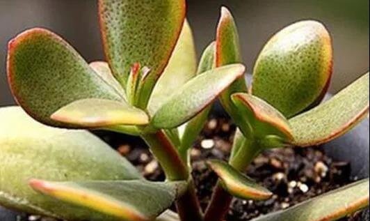 小多肉植物能不能养得好，得先把这3点做好