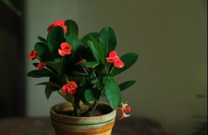 家庭养花让花草更旺盛的养护小妙招