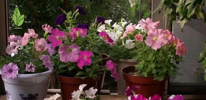家庭养花让花草更旺盛的养护小妙招
