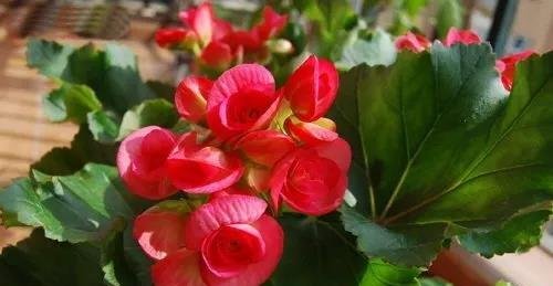 家庭养花让花草更旺盛的养护小妙招