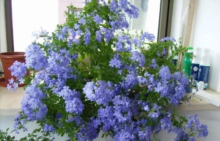 家庭养花让花草更旺盛的养护小妙招