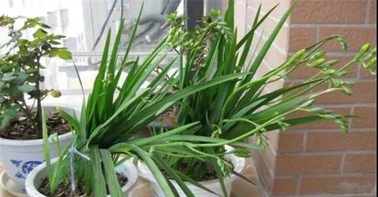 香雪兰栽种最佳时间，这个点种植成活率最高