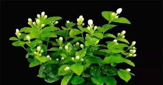 十种家庭最常见种养的植物，扦插法繁殖成功率很高