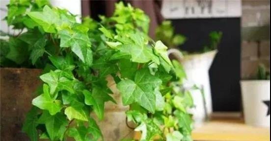 十种家庭最常见种养的植物，扦插法繁殖成功率很高