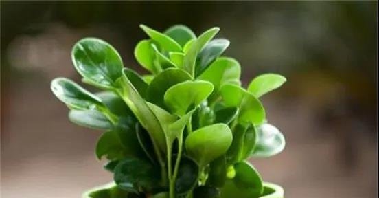 十种家庭最常见种养的植物，扦插法繁殖成功率很高