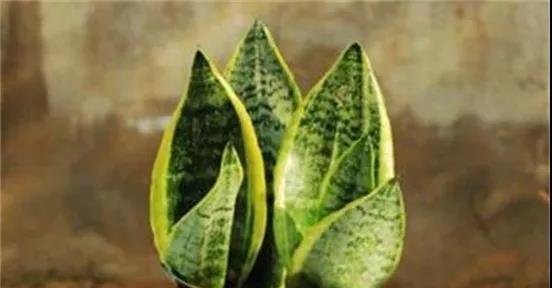 十种家庭最常见种养的植物，扦插法繁殖成功率很高