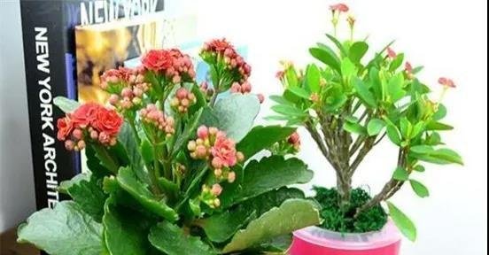 十种家庭最常见种养的植物，扦插法繁殖成功率很高