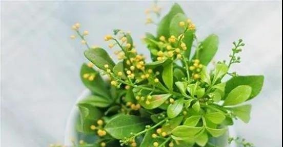 十种家庭最常见种养的植物，扦插法繁殖成功率很高