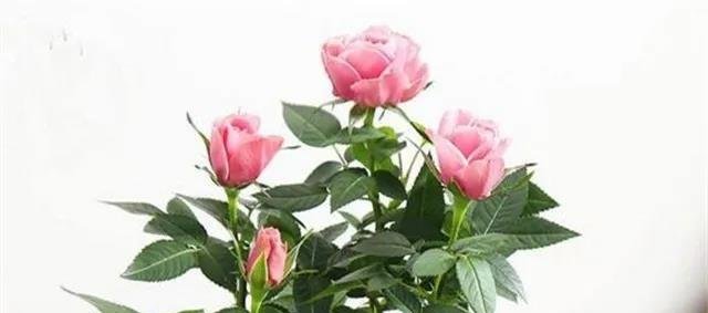 十种家庭最常见种养的植物，扦插法繁殖成功率很高