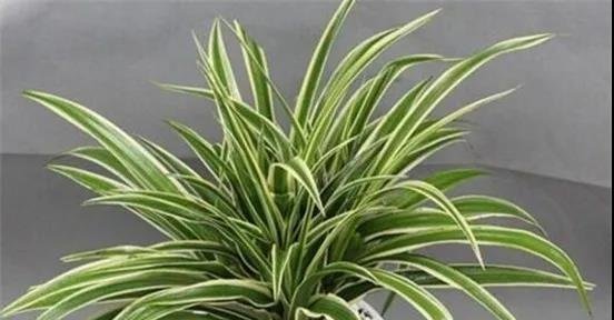 十种家庭最常见种养的植物，扦插法繁殖成功率很高