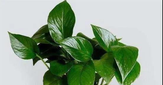 十种家庭最常见种养的植物，扦插法繁殖成功率很高