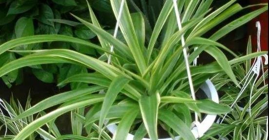 家里养的植物滋生小黑虫，教你三个简单治疗方法