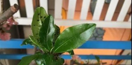 家里养的植物滋生小黑虫，教你三个简单治疗方法
