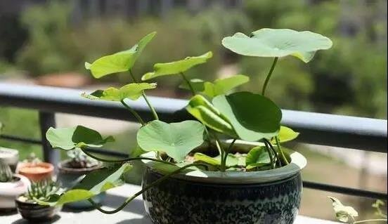 碗莲养两三年了为什么还不开花
