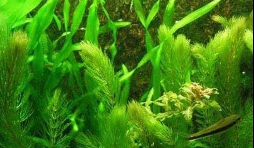 水草能净化水质吗？鱼缸里的水草怎么养长得好